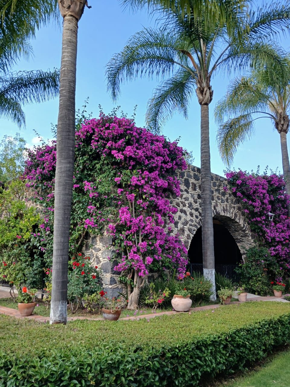 Arco de piedra rodeado de buganvilias y palmeras en Hacienda Dolores, Querétaro