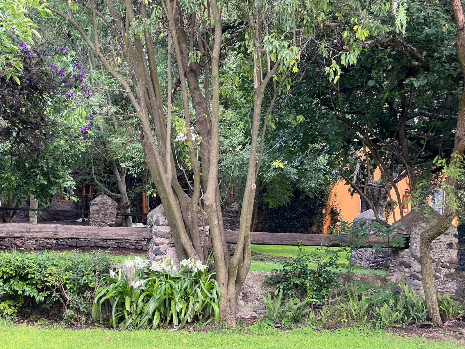 Árboles y vegetación en los jardines de Hacienda Dolores, Querétaro