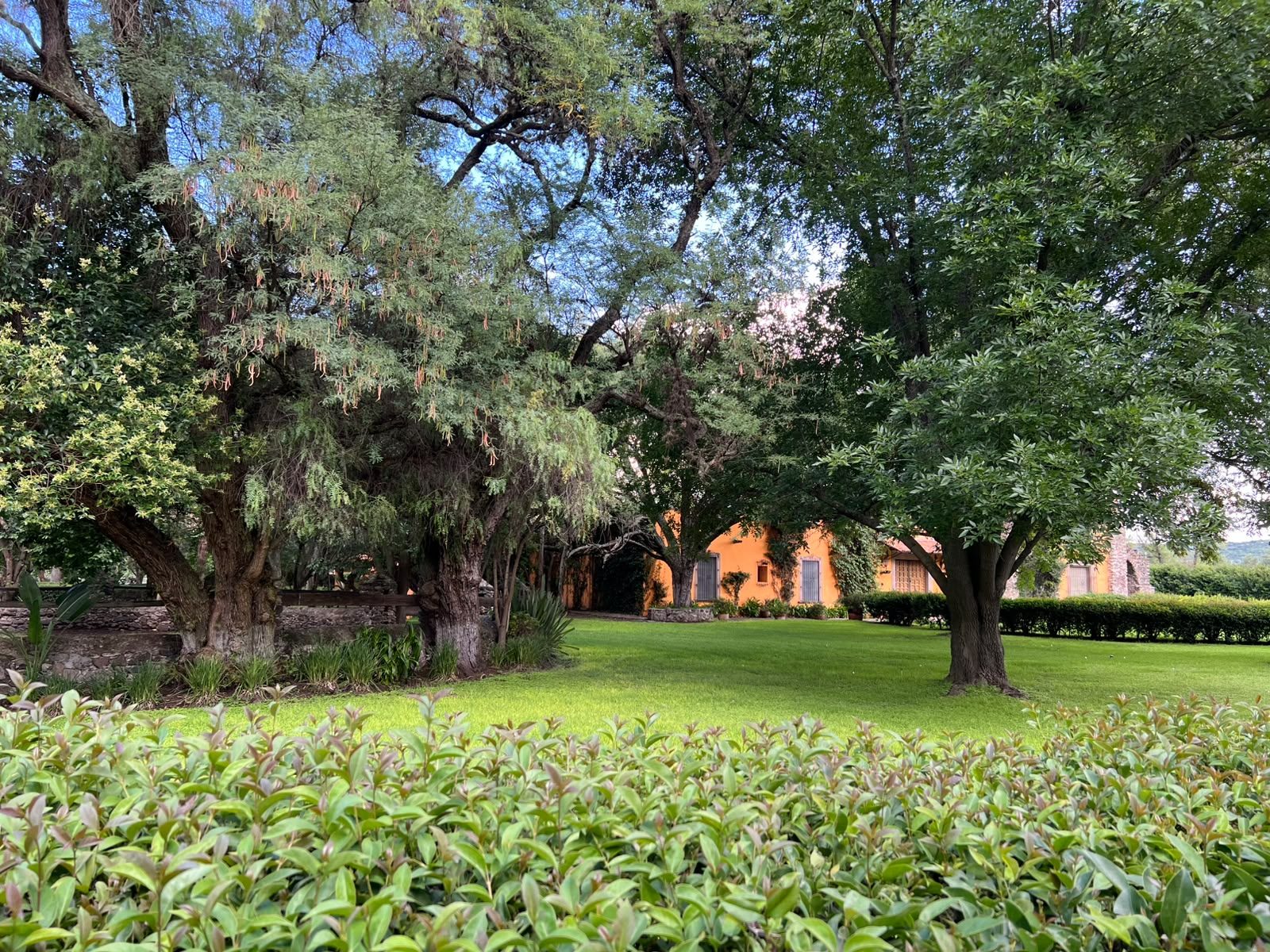 Jardín con setos de ficus en Hacienda Dolores, Querétaro