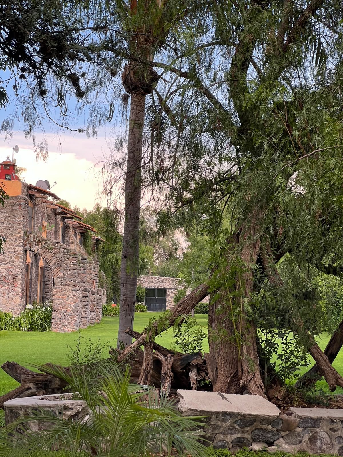 Jardín con palmera y muros de piedra originales en Hacienda Dolores, Querétaro