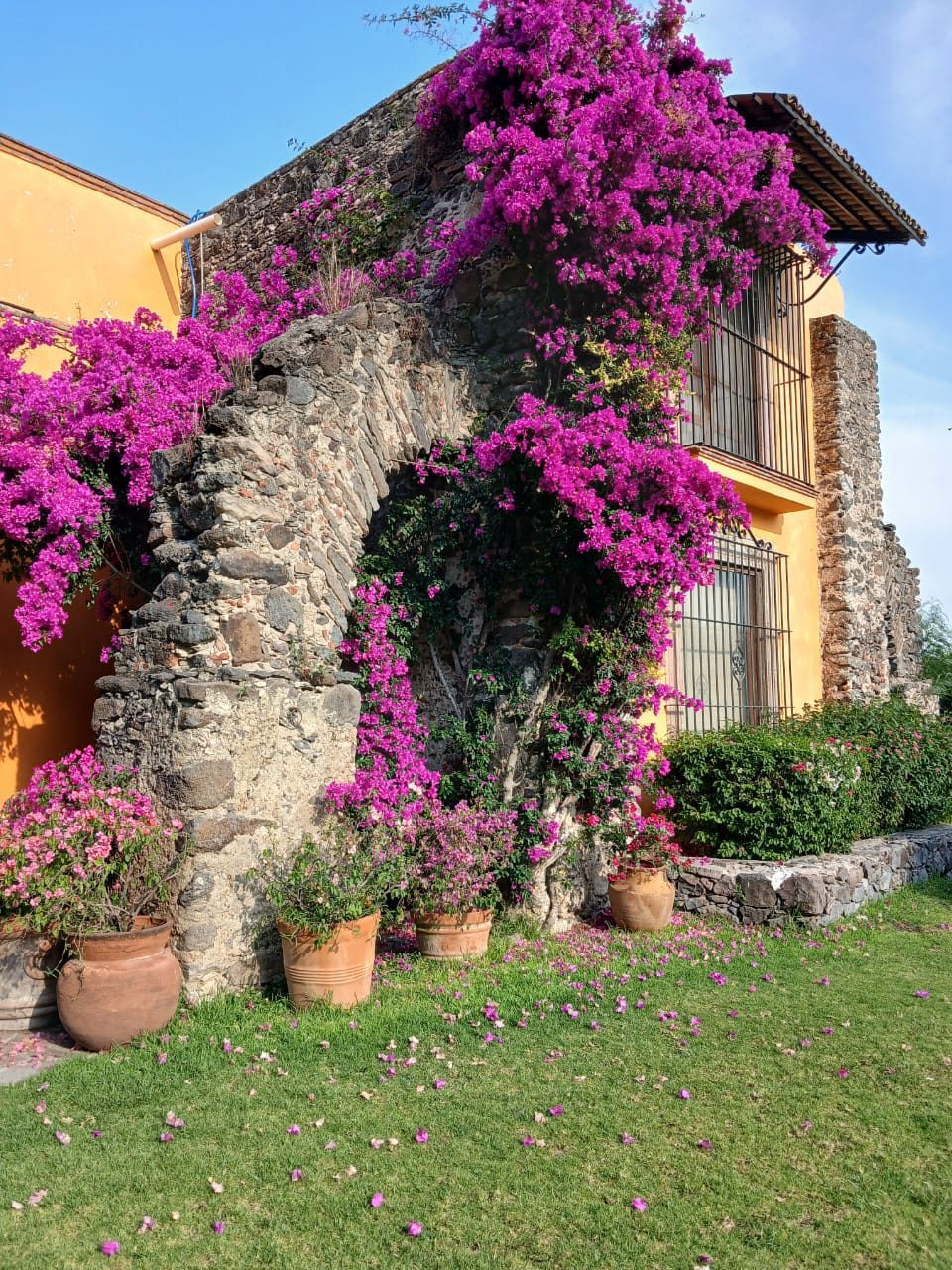 Muro de piedra cubierto de buganvilia morada en Hacienda Dolores, Querétaro