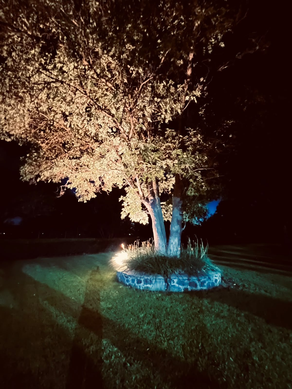 Árbol centenario iluminado de noche en Hacienda Dolores, Querétaro