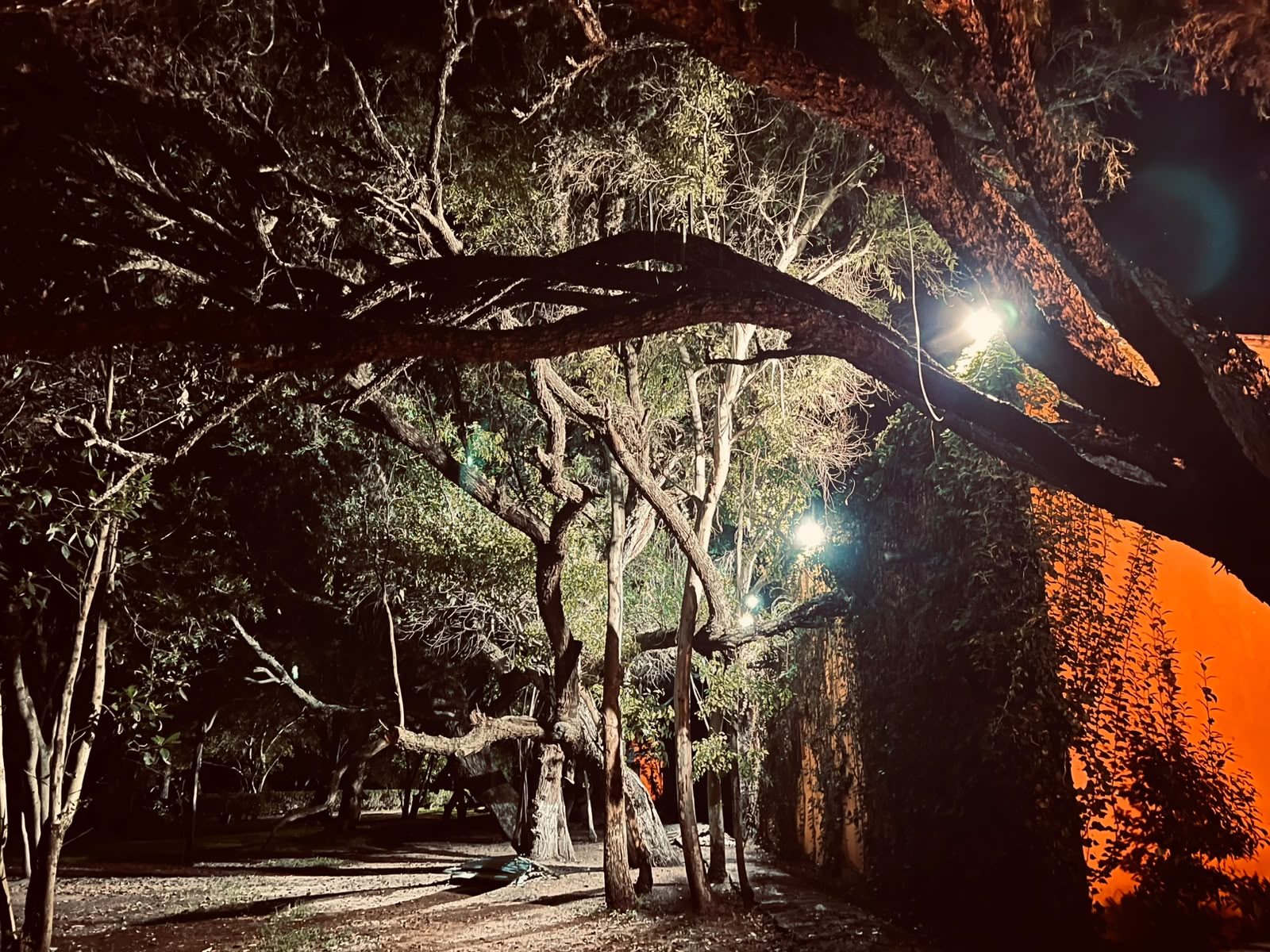 Árboles iluminados de noche en los jardines de Hacienda Dolores, Querétaro