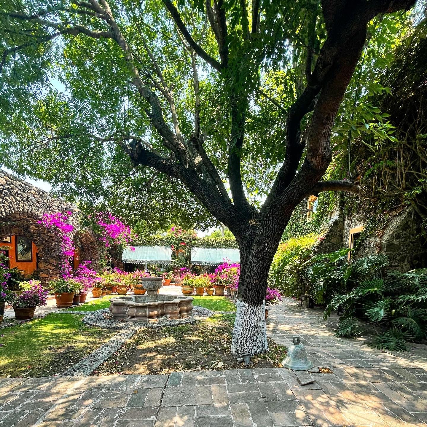 Patio con fuente y árbol centenario en Hacienda Dolores, Querétaro